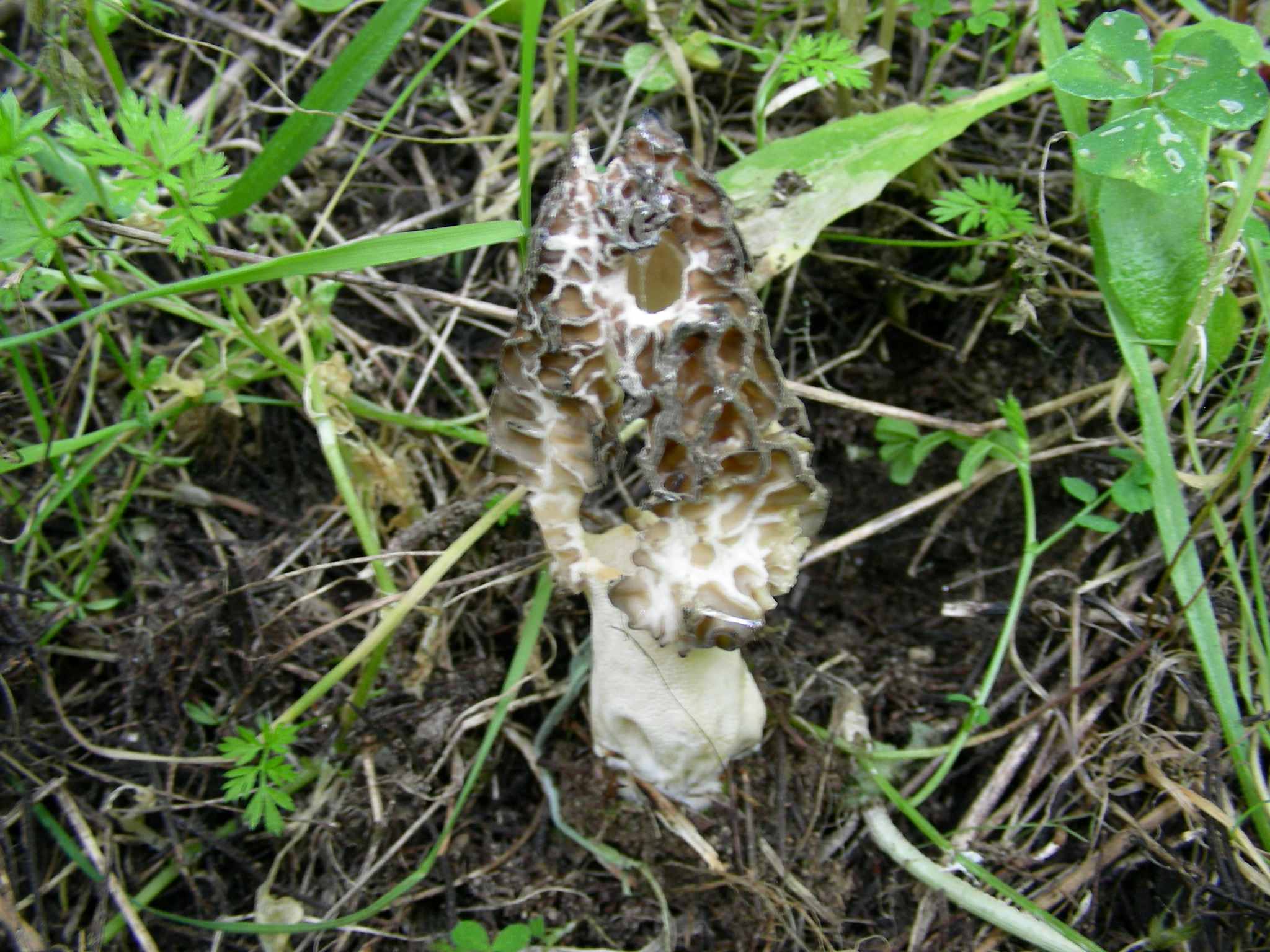 1932 Marzo vecchio ritrovamento